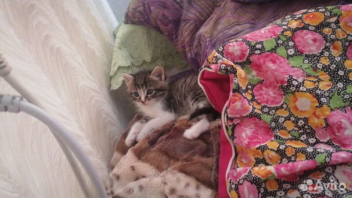 Котята в добрые руки, брат с сестрой