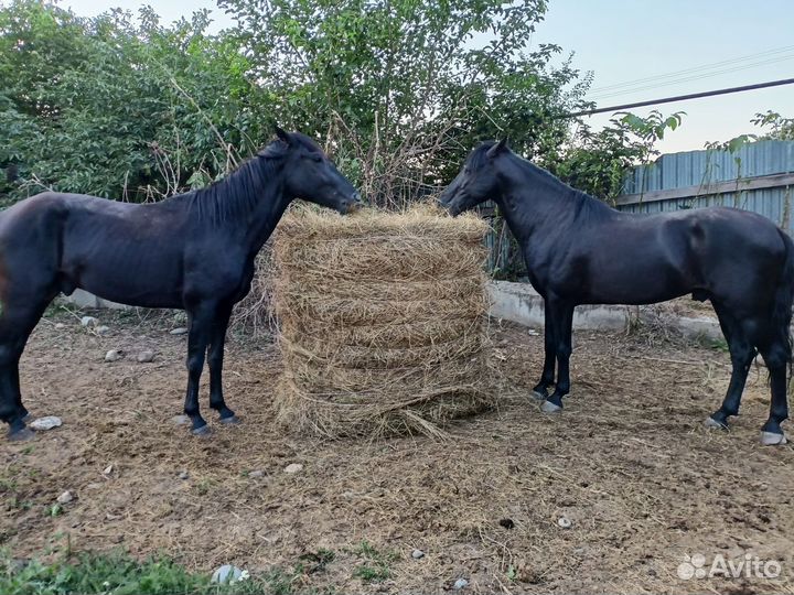 Лошадь жеребец