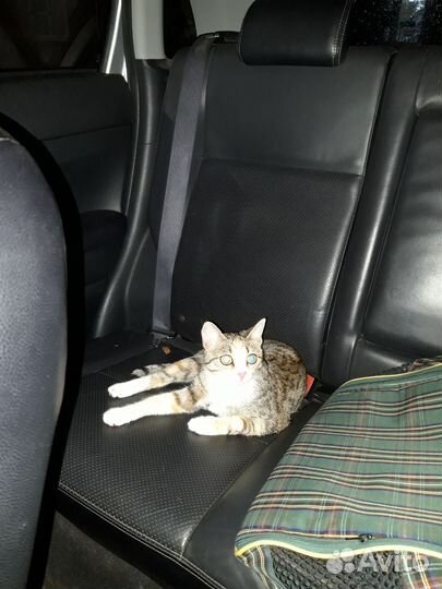 Перевозка собак, кошек