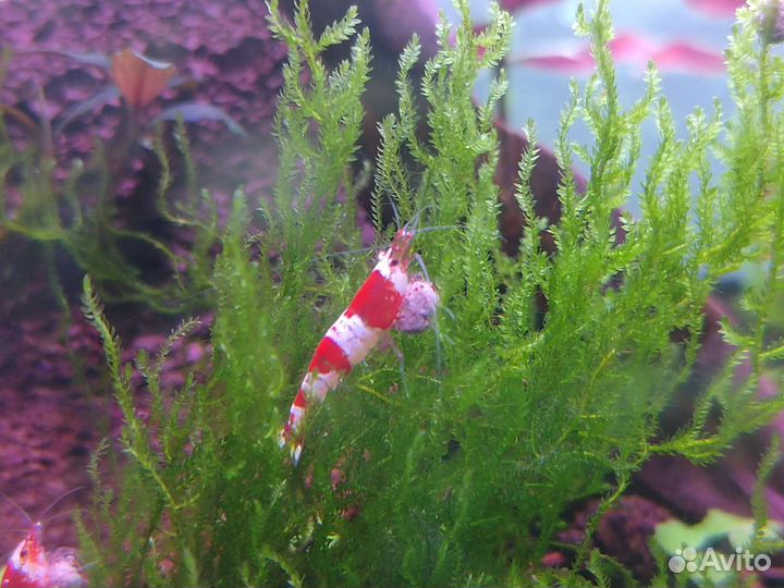 Креветки, растения, артемия