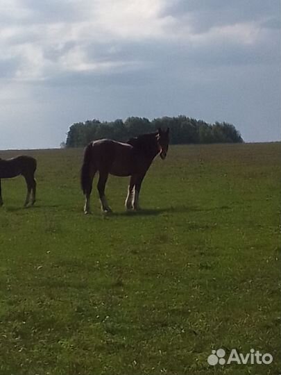 Продажа жеребчики