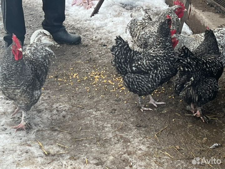 Яйцо Брама(светлая и куропатчатая) и Мехеленская