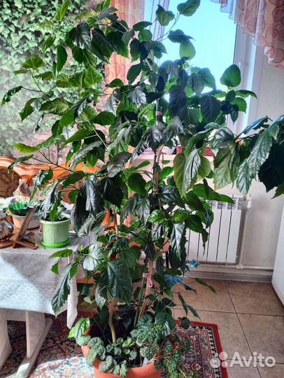 Гибискус китайская роза