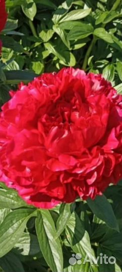 Пион Генри Бокстос