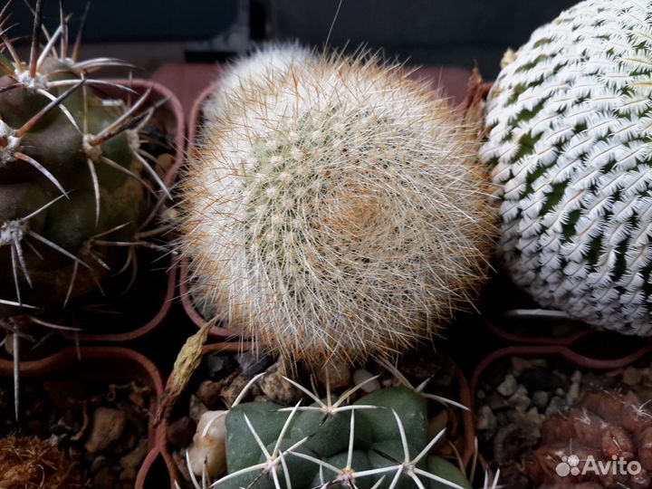 Семена кактусов