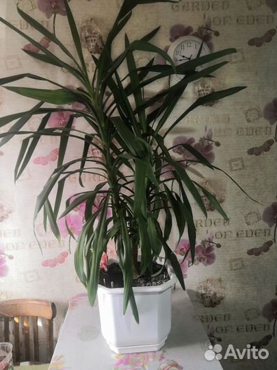 Пальма юкка