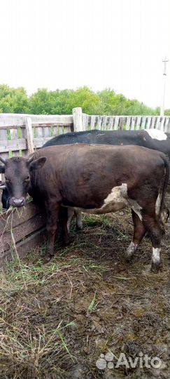 Телки стельные