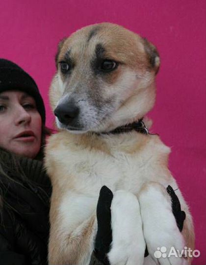 Домашней собаке тяжело в приюте