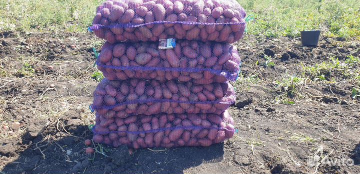 Картофель Торнадо Ластрада