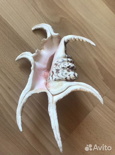 Морские ракушки раковины