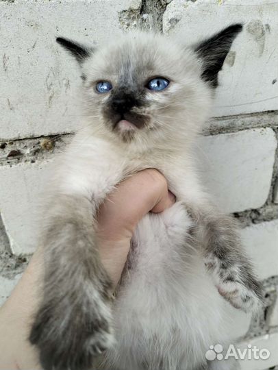 Кошка в дар бесплатно