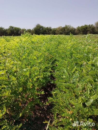 Саженцы акации