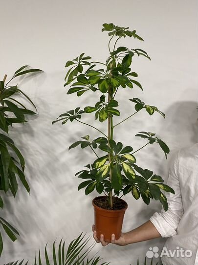 Шеффлера голд капелла