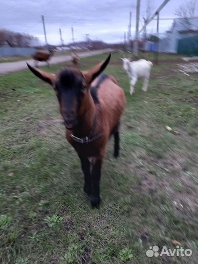 Чешский козел