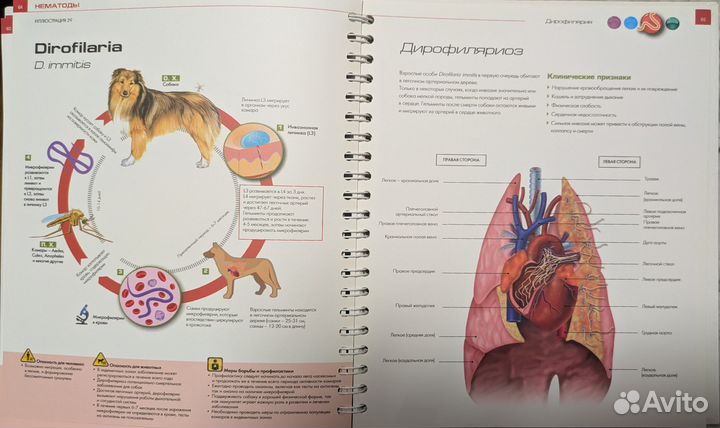Образовательный атлас по паразитологии
