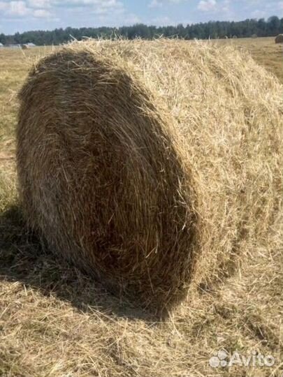 Продам сено в рулонах