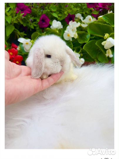 Самые миниатюрные кролики