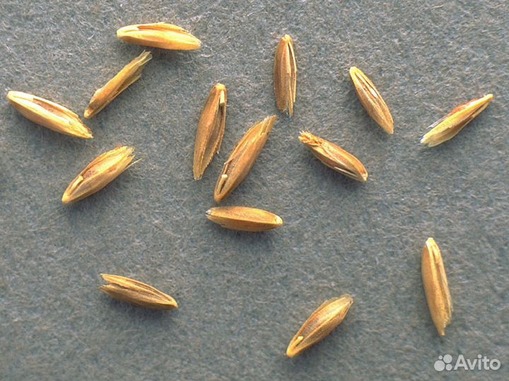 Семена мятлик луговой для газона