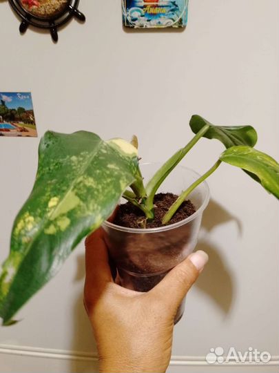 Филодендрон доместикум