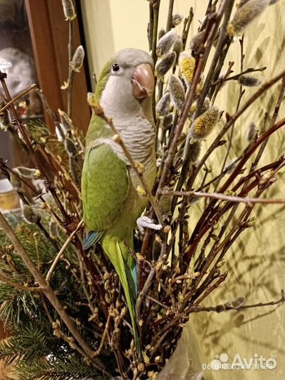 Ручной попугай Монах Квакер Калита