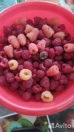 Саженцы малины 4 сортов