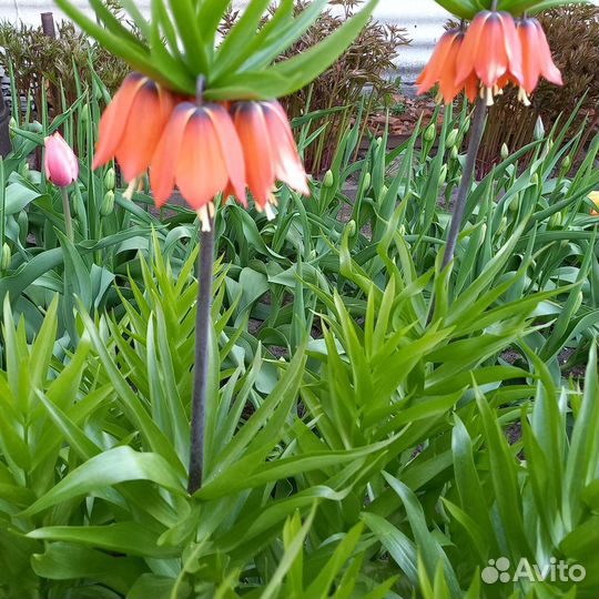 Рябчик императорский