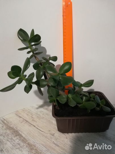 Продам толстянку