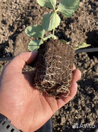 Рассада клубники