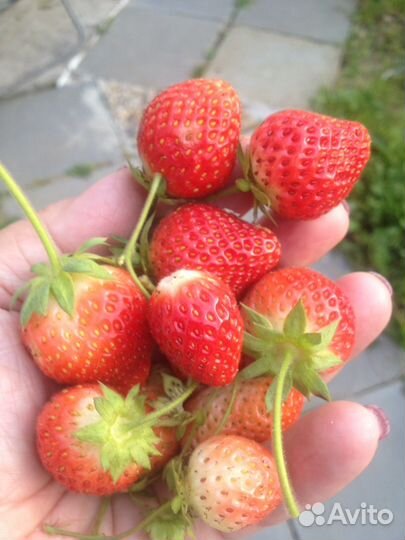 Клубника ремонтантная и земклуника