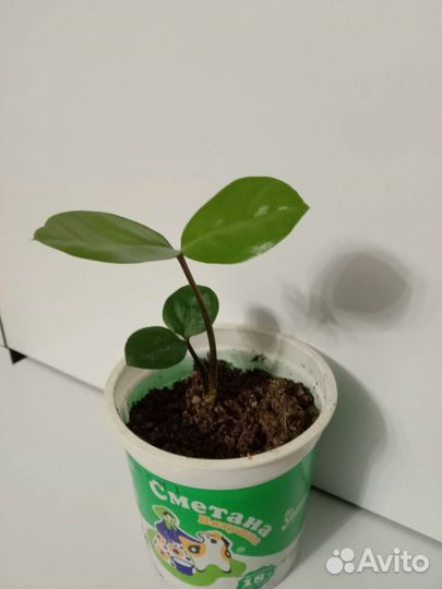 Замиокулькас долларовое дерево