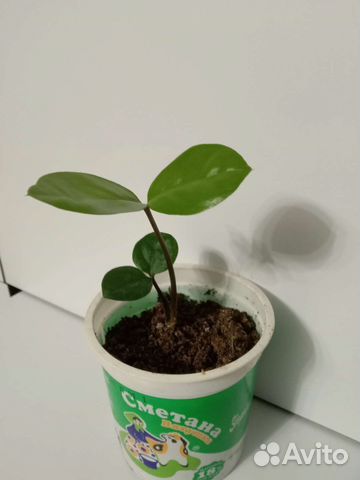 Замиокулькас долларовое дерево