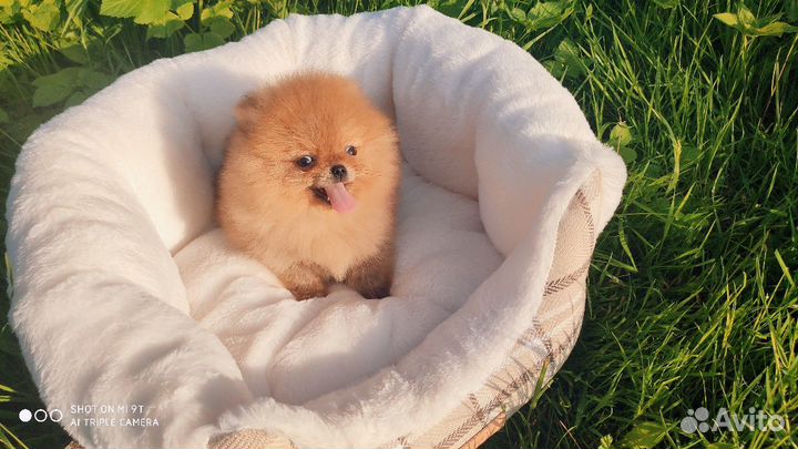 Померанский шпиц, померанская куколка, мини