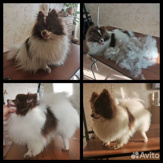 Грумер. Стрижка собак и кошек