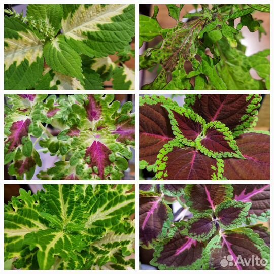 Колеусы вегетативные сортовые