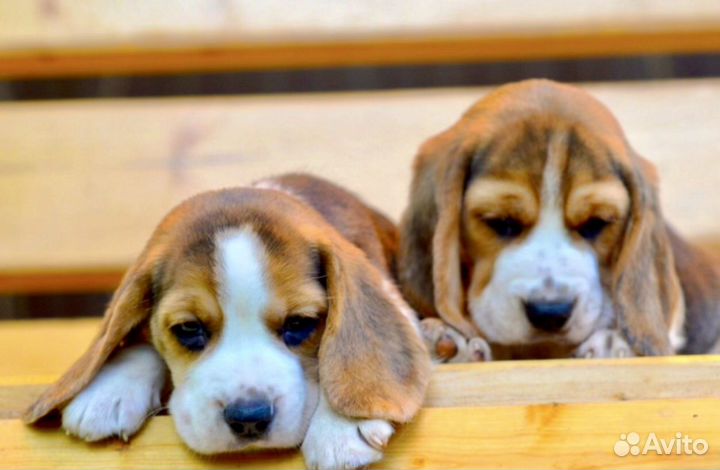 Бигль щенок