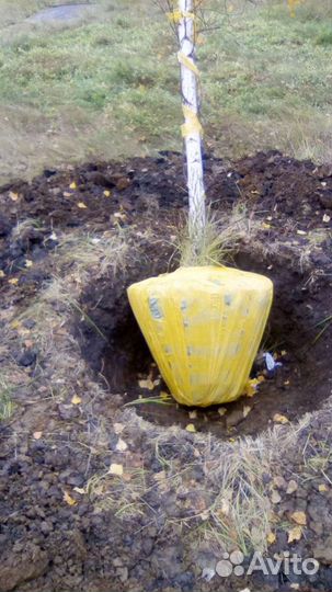 Саженцы крупномеры рябины,березы,тополя