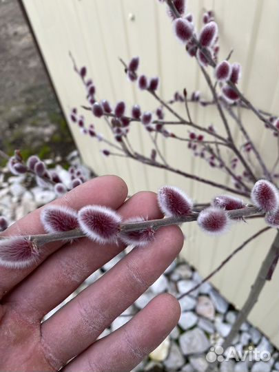 Саженцы Маунт асо