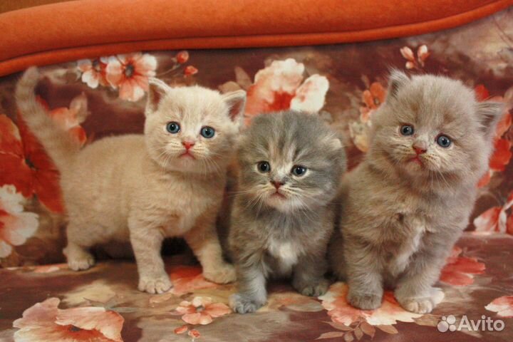 Шотландские котята для резерва