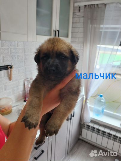 Собака