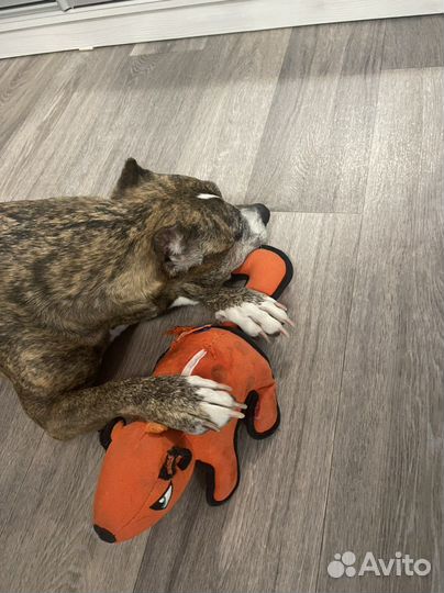 Передержка животных