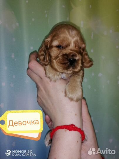 Английский кокер спаниель