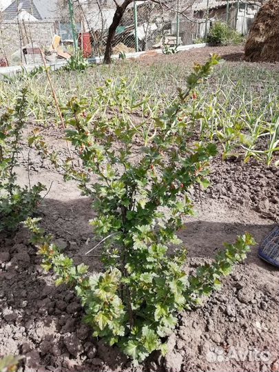 Крыжовник, куст