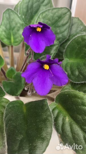 Фиалки цветущие в горшке
