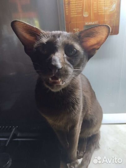 Сиамские кошки бесплатно