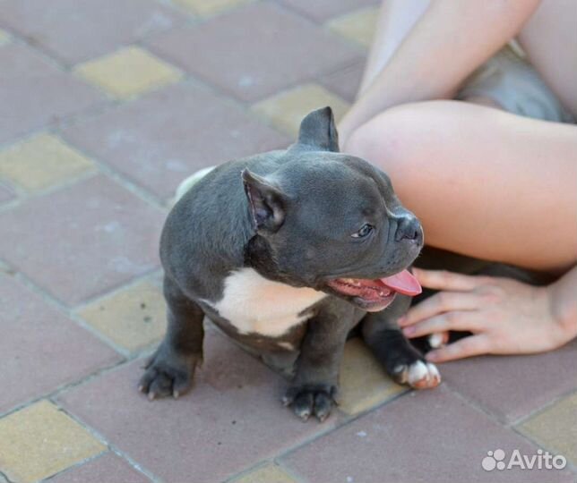 Американский булли покет крутая девочка