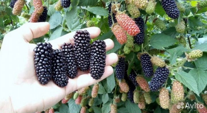 Саженцы ежевики