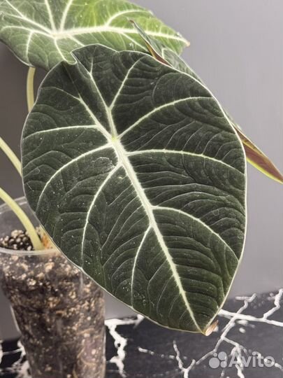 Алоказия блэк вельвет