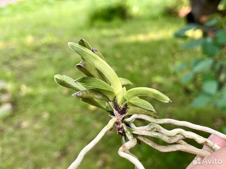 Neofinetia falcata yomeimon