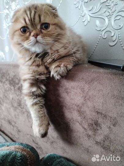 Шотландский вислоухий котенок