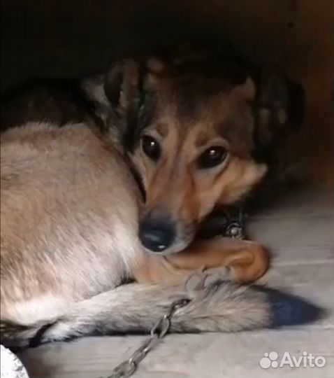 Собака в добрые руки